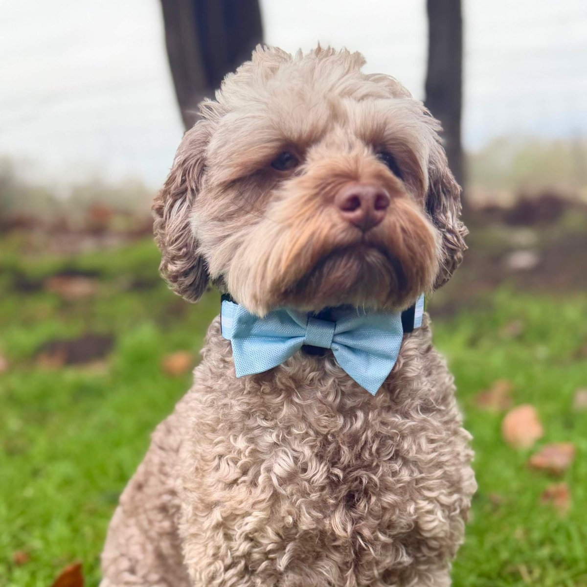 Hundehalsbandfliege – Pastellblau
