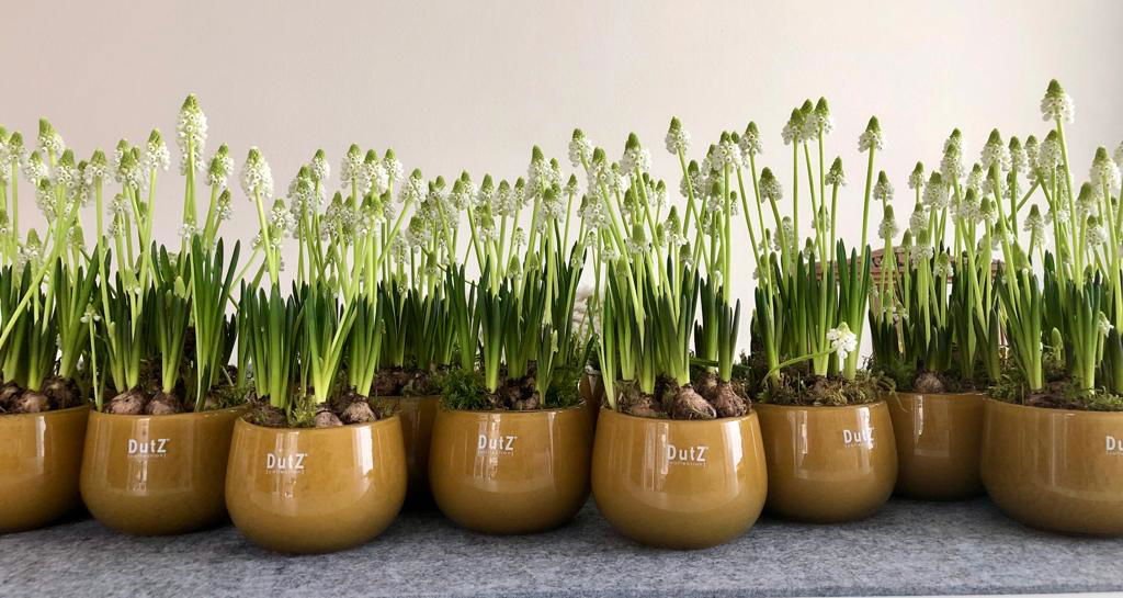 GLASS POT - BEIGE Colour by DutZ