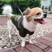 New Style Pet Raincoat With Reflective Strips