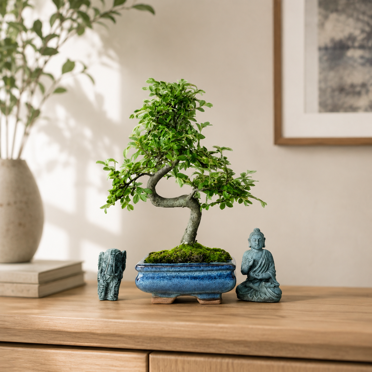 Chinese Elm (Ulmus parvifolia) Bonsai Tree | Shaped | In 15cm Pot