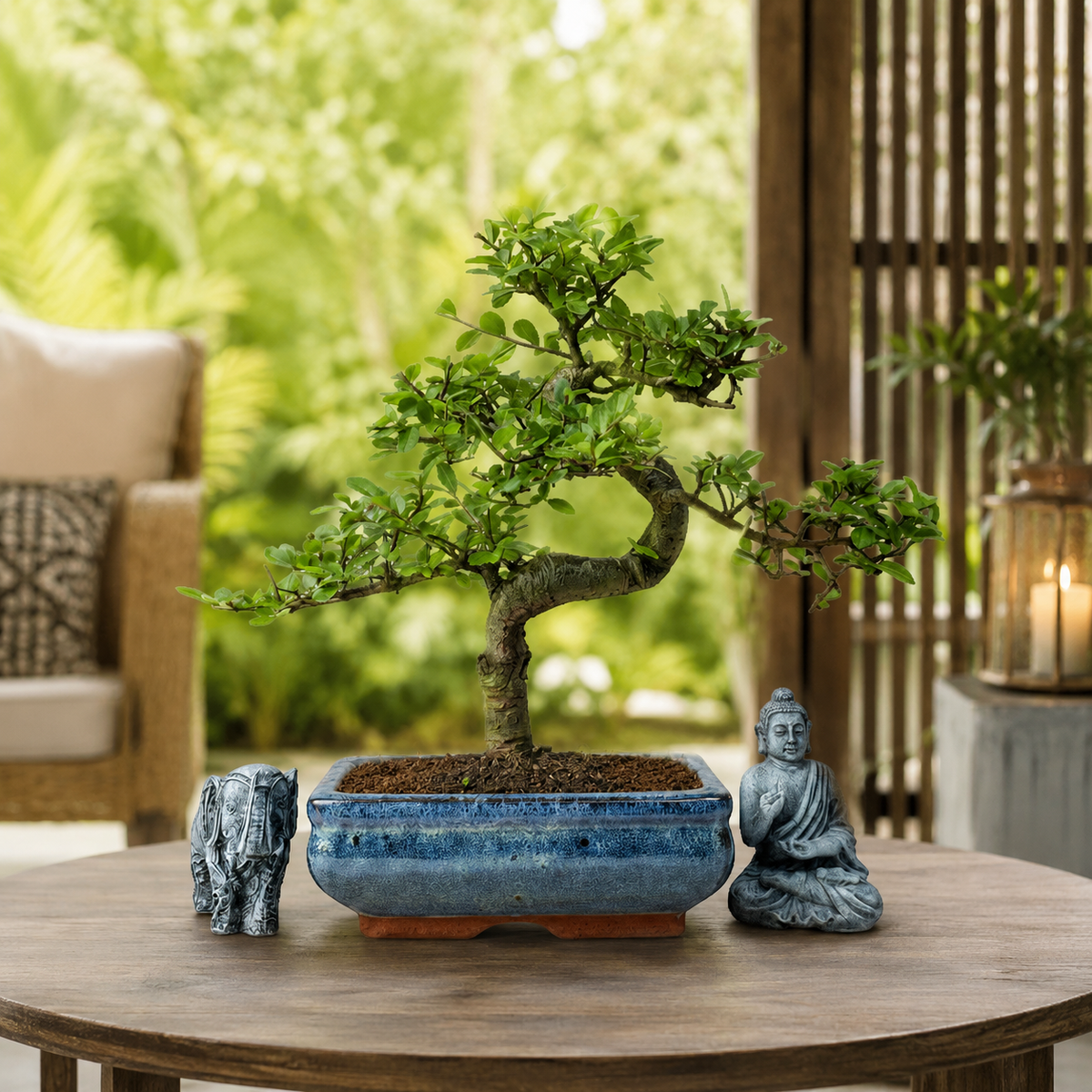 Chinese Elm (Ulmus parvifolia) Bonsai Tree | Shaped | In 20cm Pot