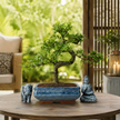 Chinese Elm (Ulmus parvifolia) Bonsai Tree | Shaped | In 20cm Pot