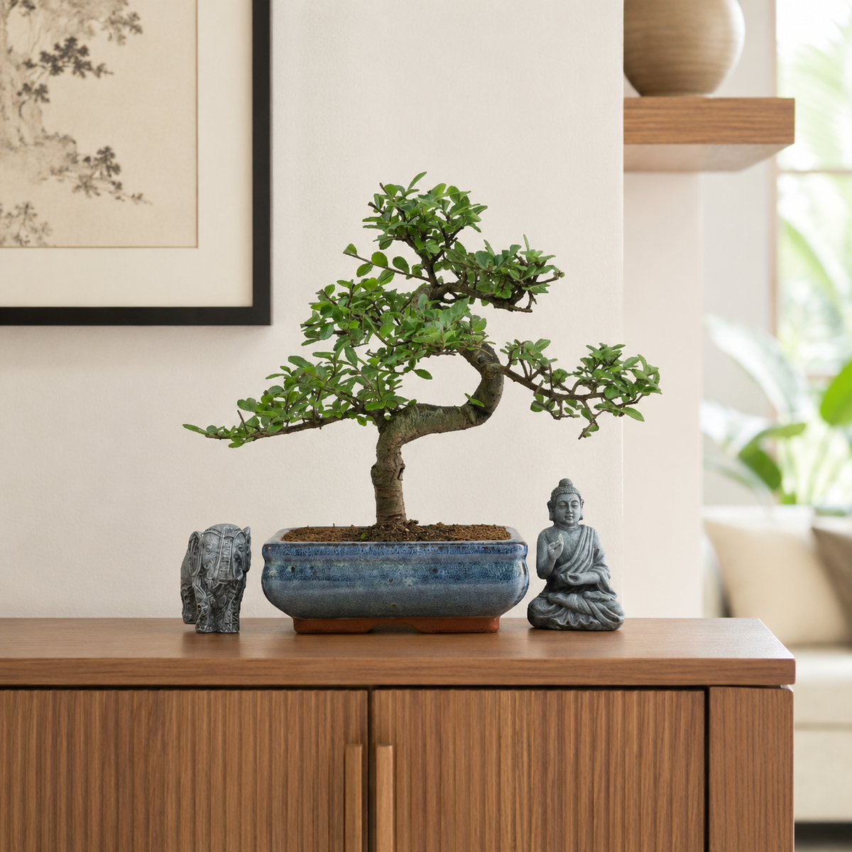 Chinese Elm (Ulmus parvifolia) Bonsai Tree | Shaped | In 20cm Pot
