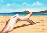 Embleton Beach 5 - Sea Driftwood