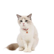 Adjustable Pet Flower Hollow Bell Collar