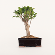 Ficus microcarpa (Banyan Fig) Indoor Bonsai Tree | Broom | In 16cm Pot | Excellent Gift