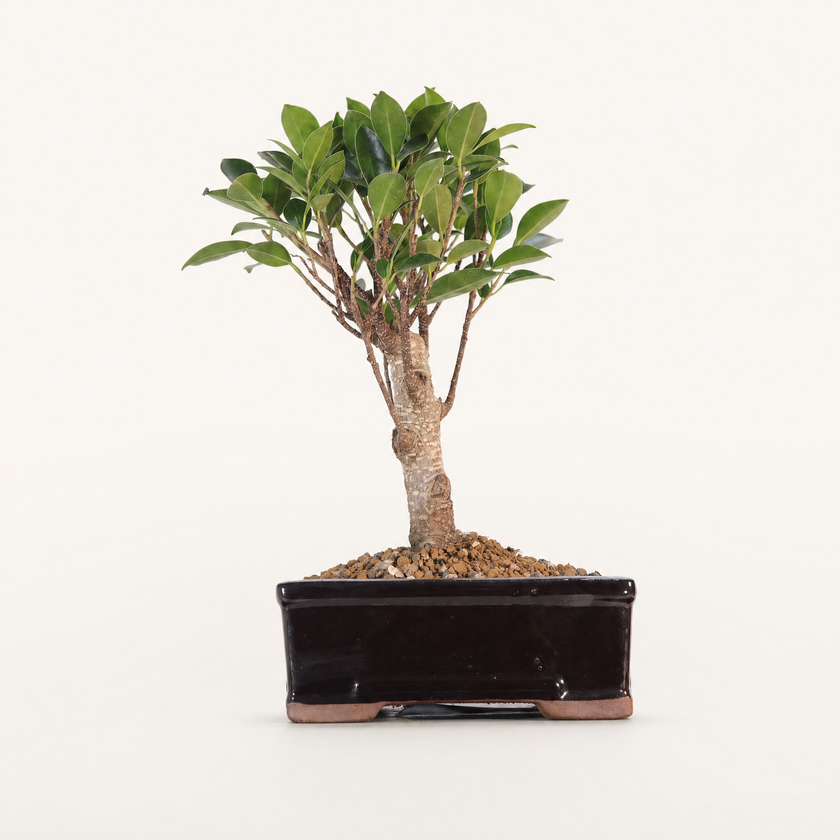 Ficus microcarpa (Banyan Fig) Indoor Bonsai Tree | Broom | In 16cm Pot | Excellent Gift