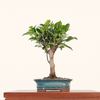 Ficus microcarpa (Banyan Fig) Indoor Bonsai Tree | Broom | In 16cm Pot | Excellent Gift