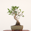 Ficus microcarpa (Banyan Fig) Indoor Bonsai Tree | Shaped | In 16cm Pot | Delightful Gift