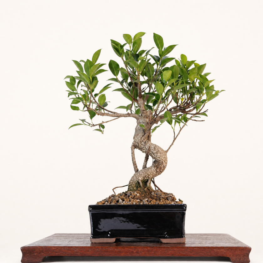 Ficus microcarpa (Banyan Fig) Indoor Bonsai Tree | Shaped | In 16cm Pot | Delightful Gift