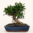 Ficus microcarpa (Banyan Fig) Large Indoor Bonsai Tree | Shaped | In 35cm Pot