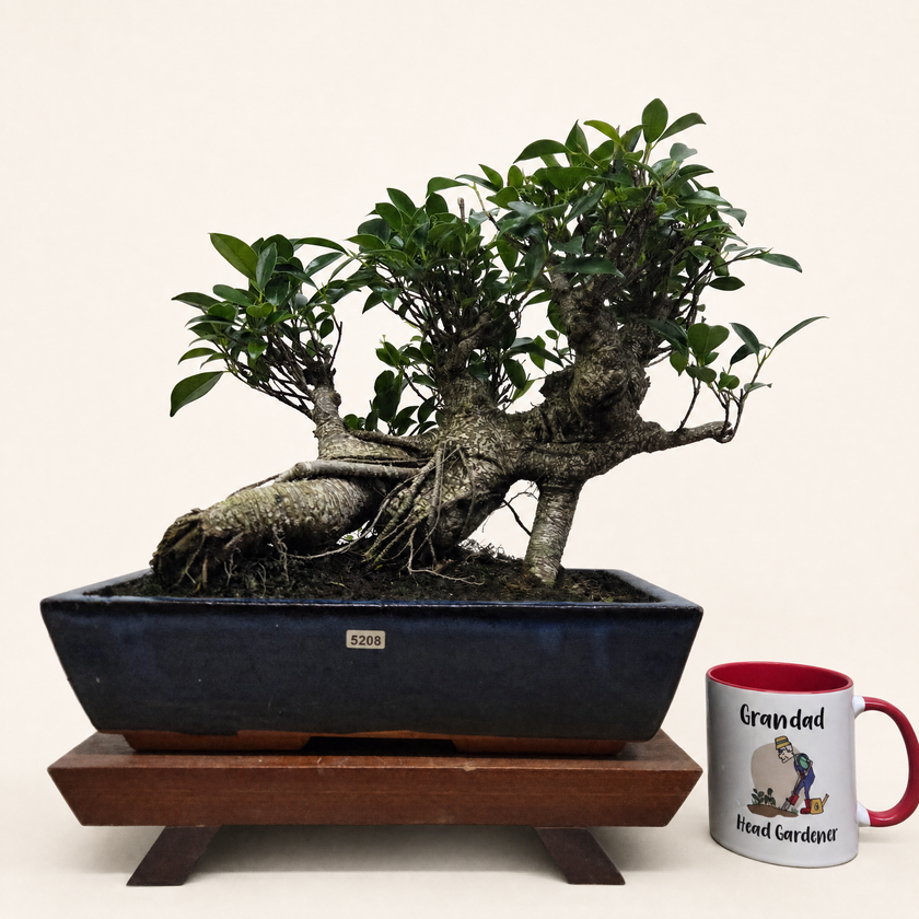 Ficus microcarpa (Banyan Fig) Large Indoor Bonsai Tree | Shaped | In 35cm Pot