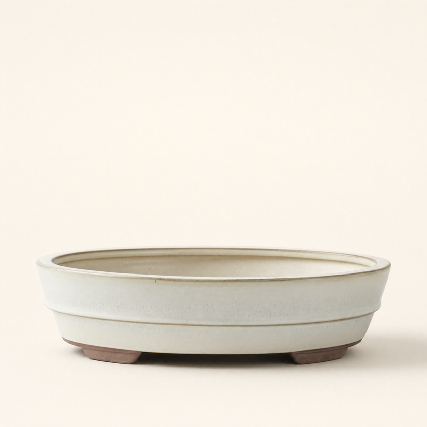 31cm Glazed Bonsai Pot | Oval | 31cm x 24cm x 7cm | White