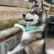 Inquisitive Fox Cooling Bandana