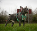 Arnés Táctico Antihalones para Perros Inquisitive Fox