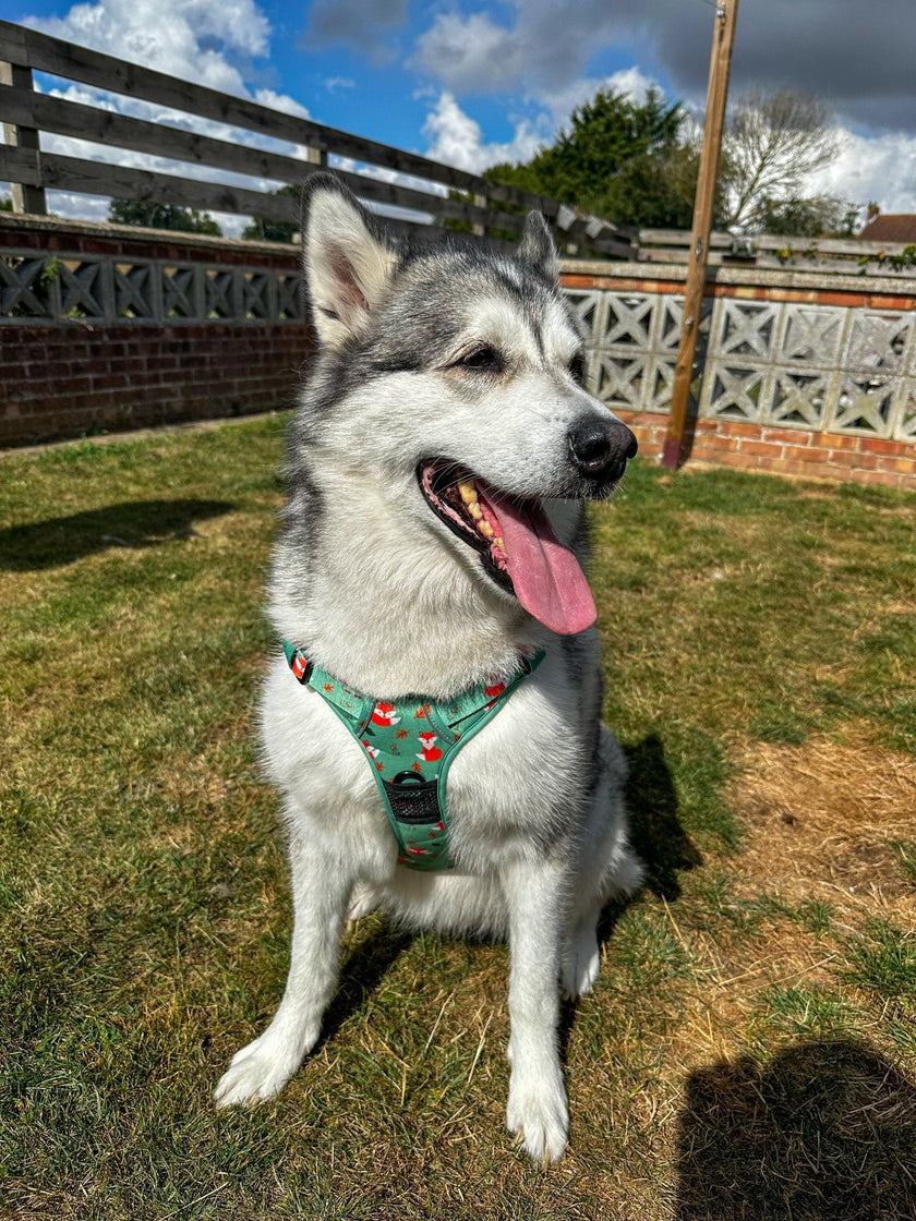Arnés Táctico Antihalones para Perros Inquisitive Fox