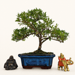 Japanese Holly (Ilex crenata) Bonsai Tree | Shaped | In 25cm Pot