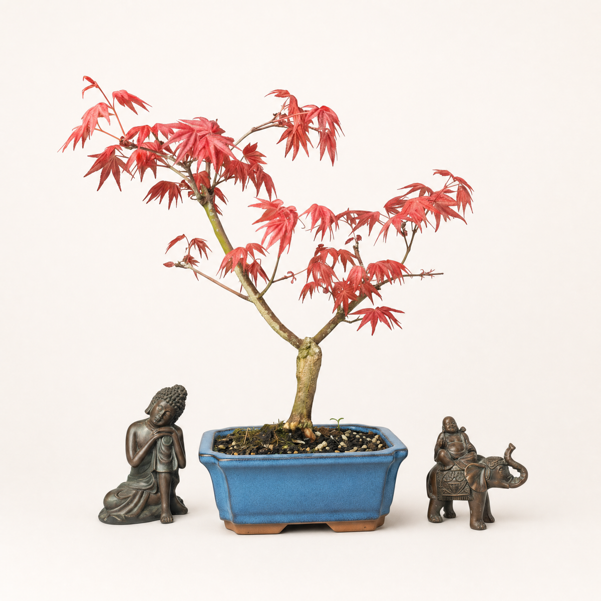 Japanese Maple (Acer palmatum 'Deshojo') Bonsai Tree | Informal Upright | In 15cm Pot