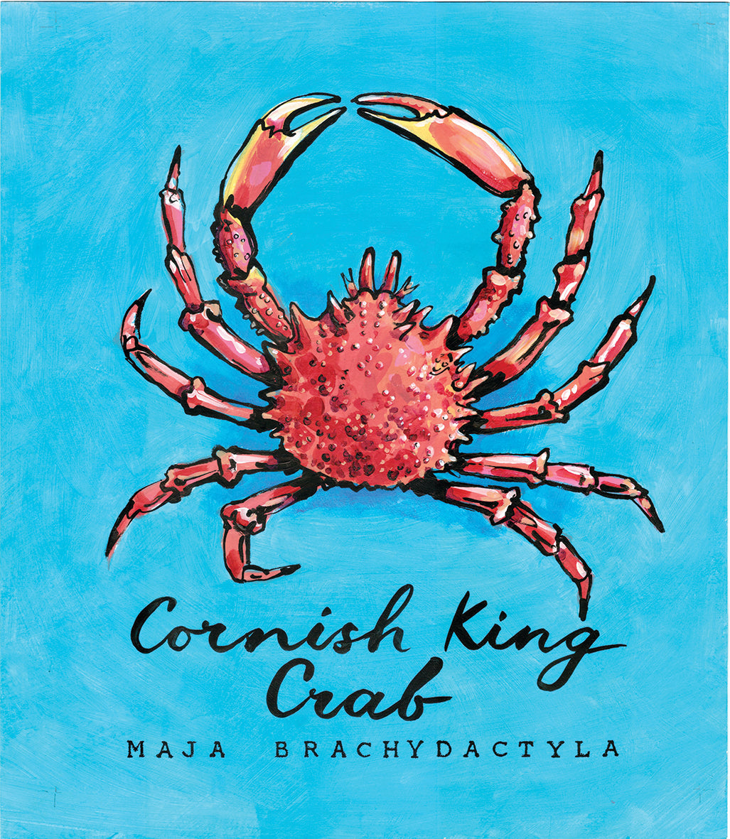 Cornish King Crab  - Cornish Sea Life Series -  Giclée Print