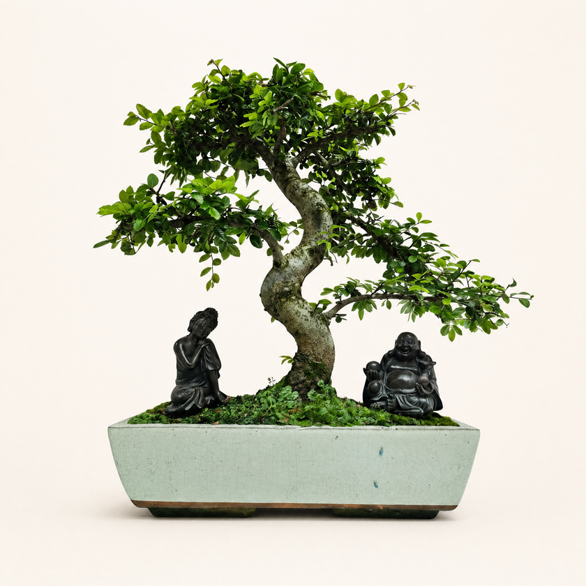 Large Chinese Elm (Ulmus parvifolia) Bonsai Tree | Shaped | In 35cm Pot