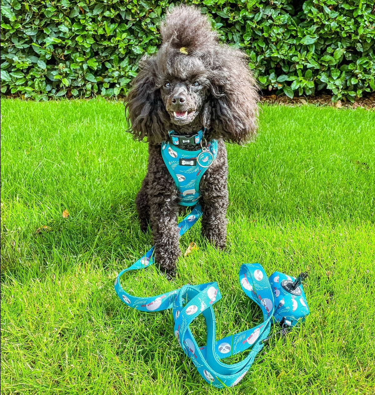 Lazy Sloth Puppy Harness – XXS Size for Tiny Breeds 🦥💚