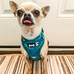 Lazy Sloth Puppy Harness – XXS Size for Tiny Breeds 🦥💚