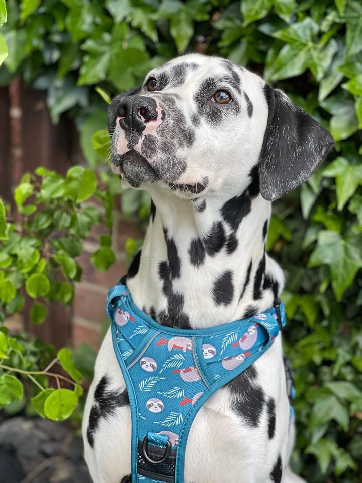 Lazy Sloth Tactical Dog Harness