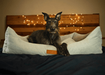 THE HIGHCLERE | LUXUS-HUNDEBETT MIT VISCOSCHAUM UND NACKENROLLE