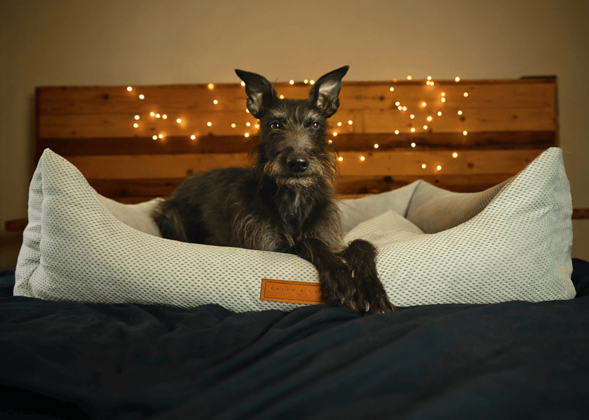 THE HIGHCLERE | LUXUS-HUNDEBETT MIT VISCOSCHAUM UND NACKENROLLE