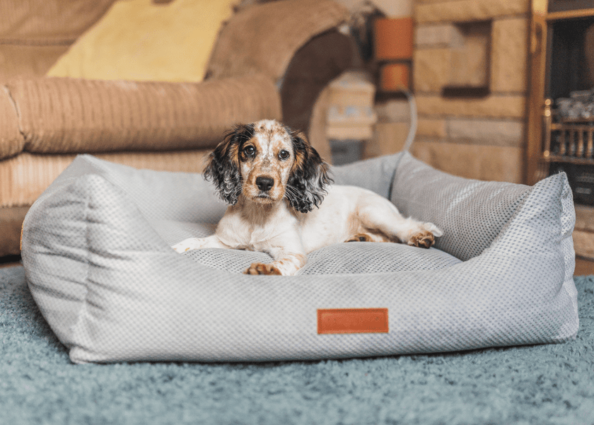 THE HIGHCLERE | LUXUS-HUNDEBETT MIT VISCOSCHAUM UND NACKENROLLE