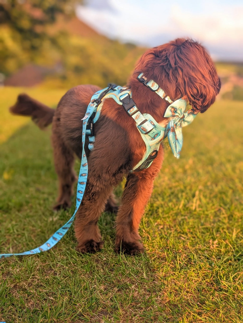 Otterly Lovely 5ft dog lead
