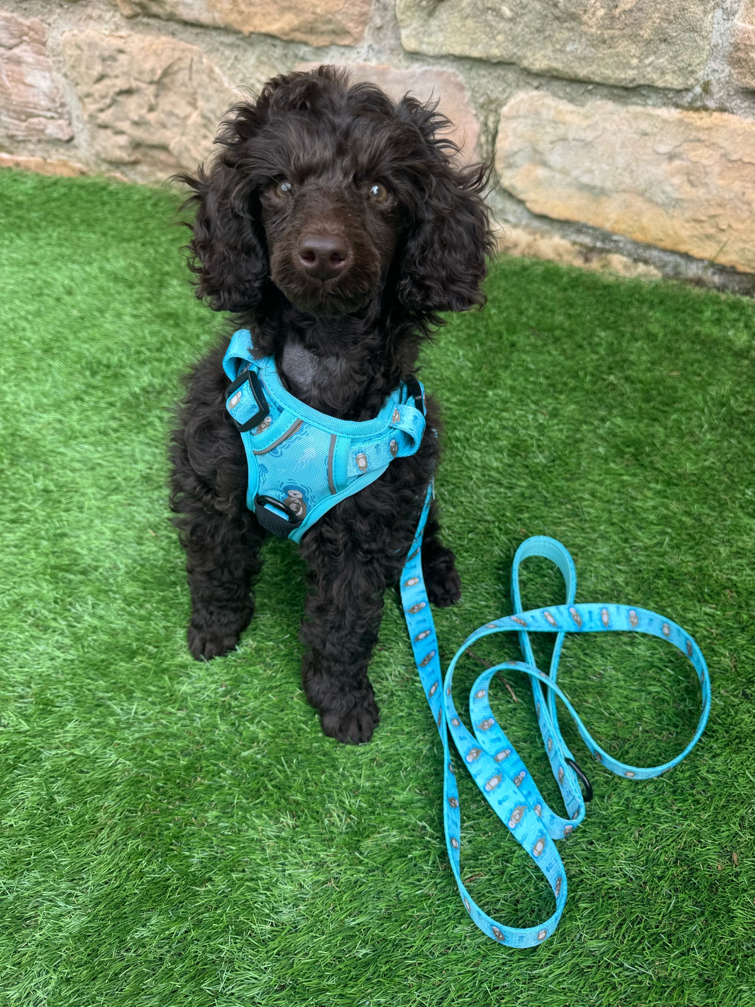 Otterly Lovely 5ft dog lead