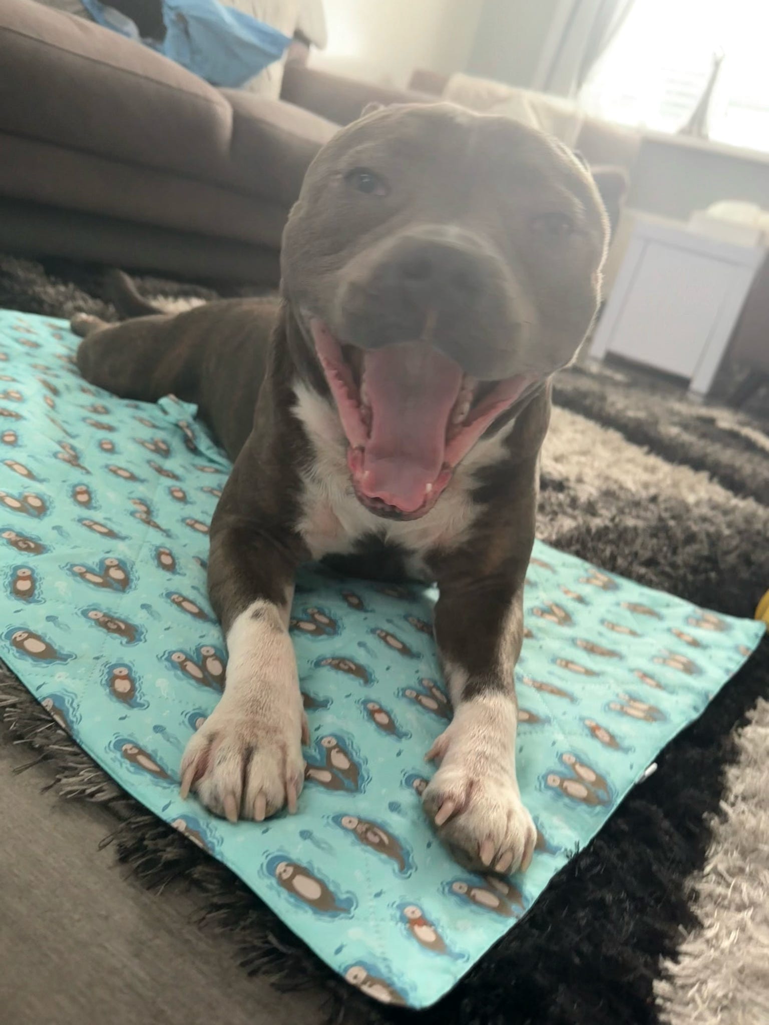 Otterly Lovely Dog Settle Mat - The Perfect Travel Mat for Your Dog! 🦦💙