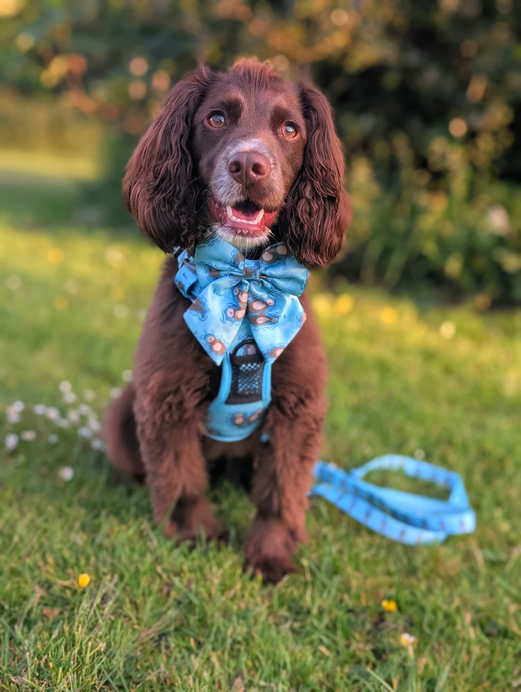 Otterly Lovely Sailor bow 🦦💙