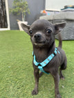 Otterly Lovely XXXS Puppy Harness