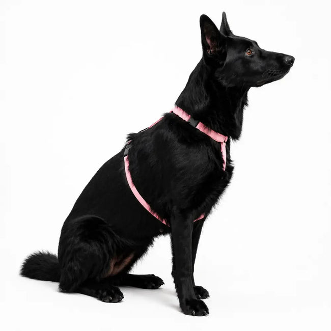 Padded Strap Waterproof Step-In Dog Harness