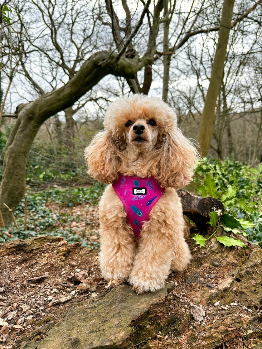 Peacock Power Adjustable Dog Harness - hot pink peacock feather dog harness