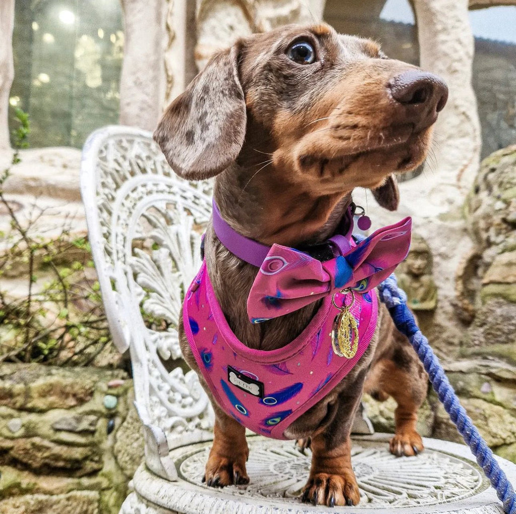 Peacock Power Adjustable Dog Harness - hot pink peacock feather dog harness