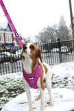 Peacock Power Adjustable Dog Harness - hot pink peacock feather dog harness