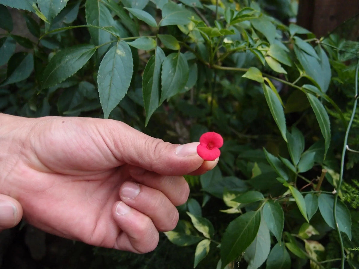 Poppy Cufflinks
