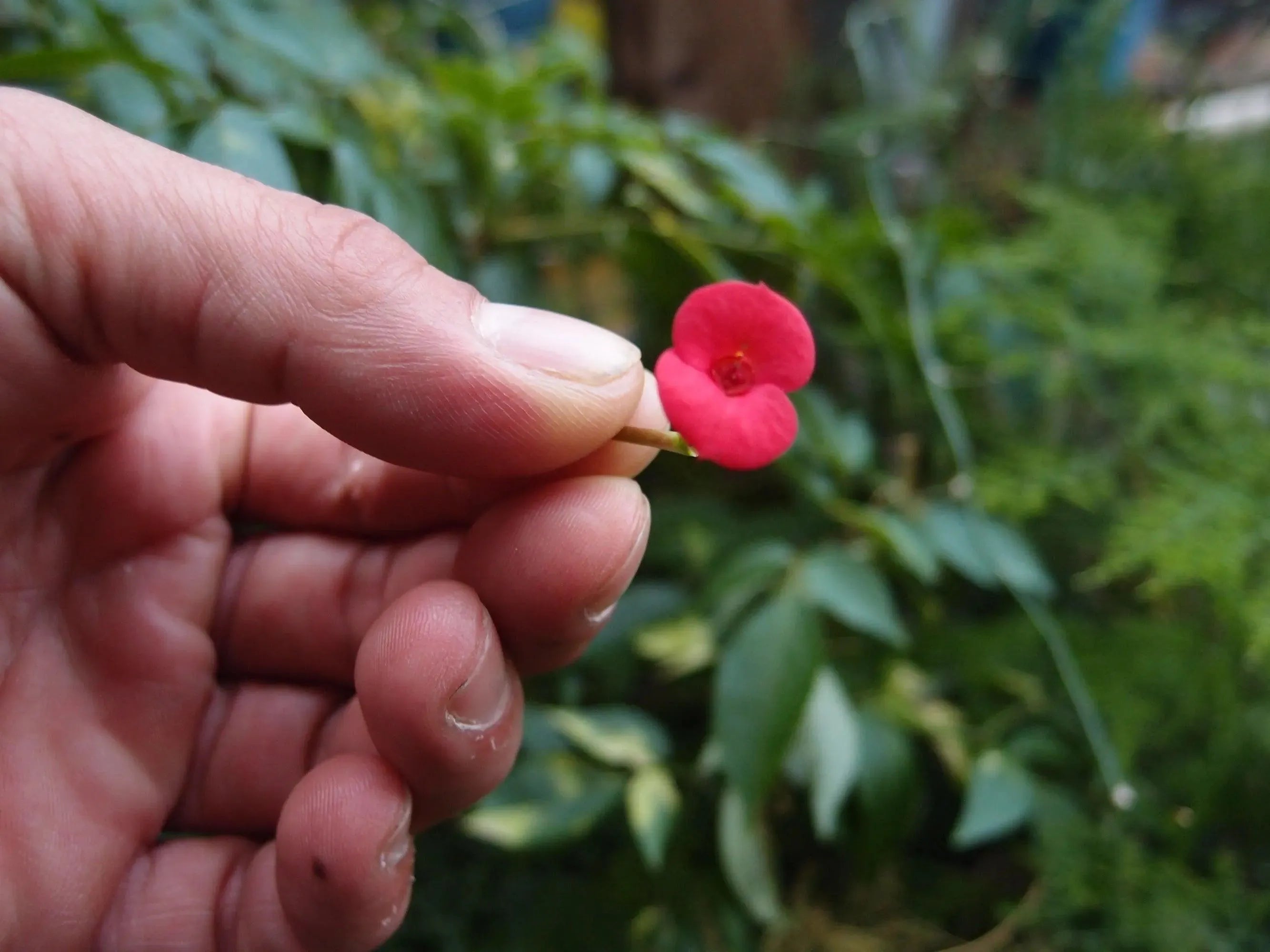 Poppy Earrings Oval Stud
