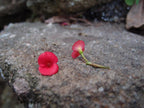 Poppy Earrings Oval Stud