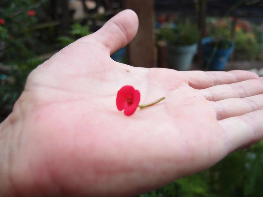 Poppy Teardrop Stud Earrings