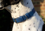 Royal Blue Leather Dog Collar