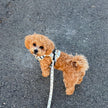 Rugged Rover™ Harness - Bee-utiful Summer