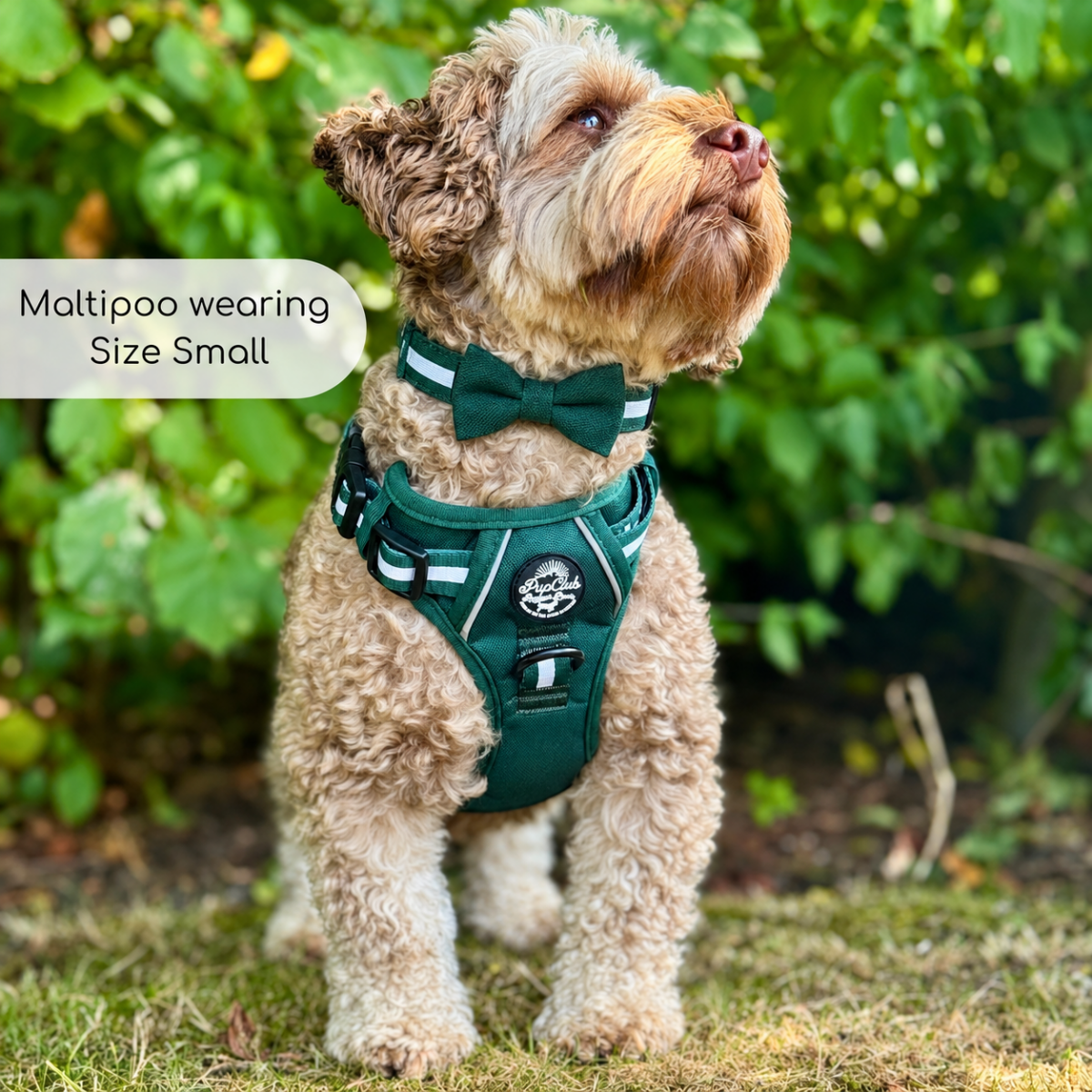 Dog Bow Tie - Forest Green