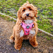 Rugged Rover™ Harness - Peachy Hearts