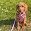 Rugged Rover™ Harness - Peachy Hearts