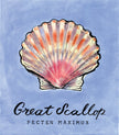 Great Scallop  - Cornish Sea Life Sea Life Series -  Giclée Print