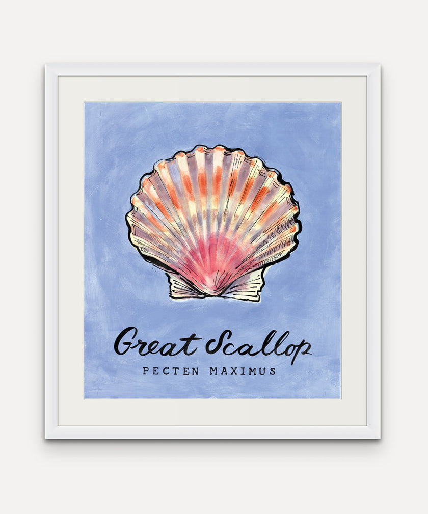 Great Scallop  - Cornish Sea Life Sea Life Series -  Giclée Print